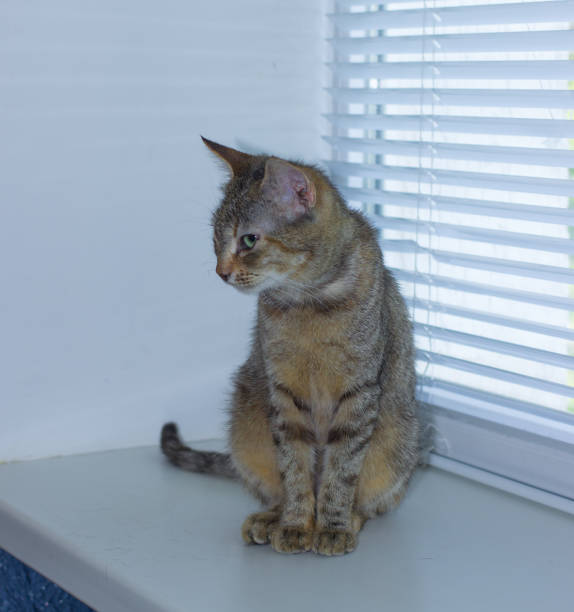 istock Beautiful friendly domestic cat, pet 686563156