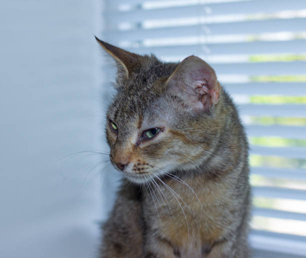 istock Beautiful friendly domestic cat, pet 686563160
