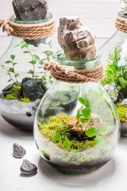 istock Amazing rain forest in a jar on white table 686563480