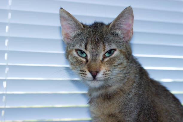 istock Beautiful friendly domestic cat, pet 686563496