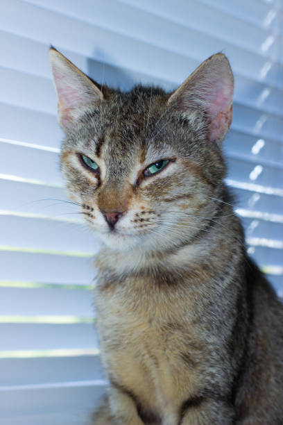 istock Beautiful friendly domestic cat, pet 686563524