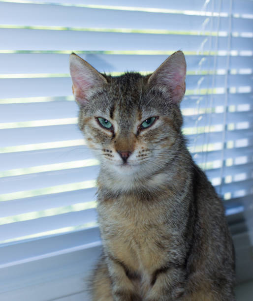 istock Beautiful friendly domestic cat, pet 686563536