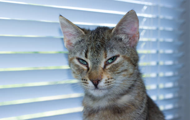istock Beautiful friendly domestic cat, pet 686563540
