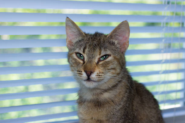 istock Beautiful friendly domestic cat, pet 686563612