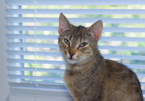 istock Beautiful friendly domestic cat, pet 686563614