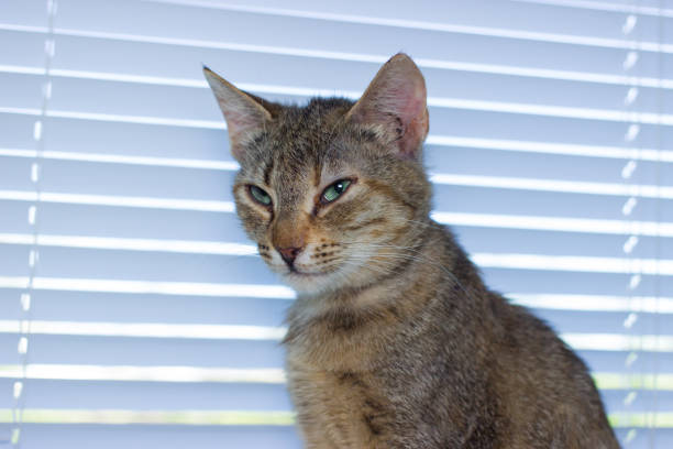 istock Beautiful friendly domestic cat, pet 686563620