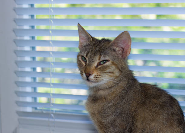 istock Beautiful friendly domestic cat, pet 686563626