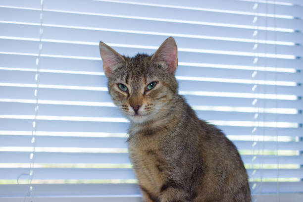 istock Beautiful friendly domestic cat, pet 686563632