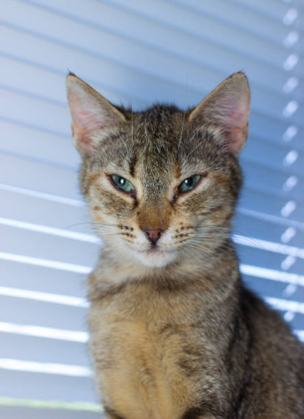 istock Beautiful friendly domestic cat, pet 686563638