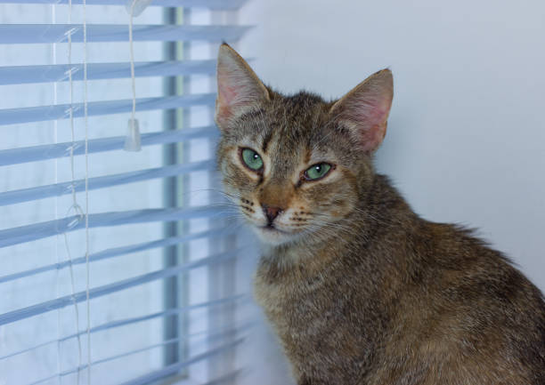 istock Beautiful friendly domestic cat, pet 686563712
