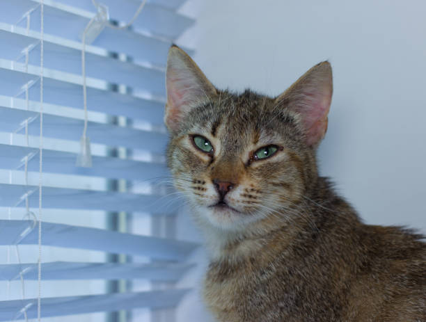 istock Beautiful friendly domestic cat, pet 686563728
