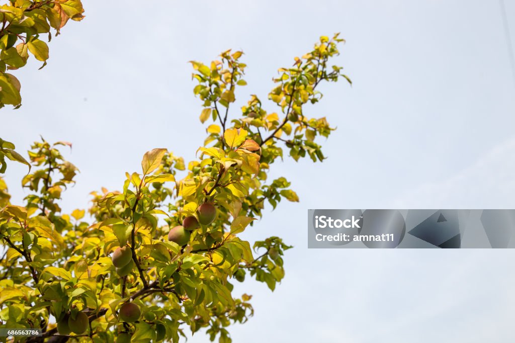 Ung grön ume plommon frukt på ett träd., Japan plommon. - Royaltyfri Ekologisk Bildbanksbilder