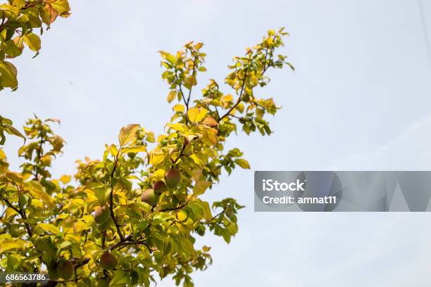 Ung Grön Ume Plommon Frukt På Ett Träd Japan Plommon-foton och fler bilder på Ekologisk