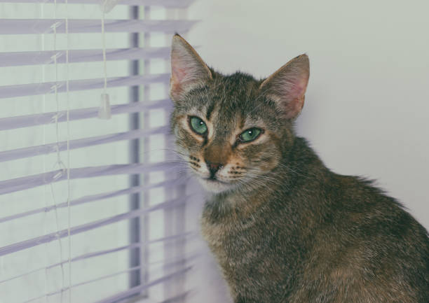 istock Beautiful friendly domestic cat, pet 686566154