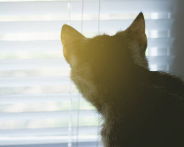 istock Beautiful friendly domestic cat, pet 686566188
