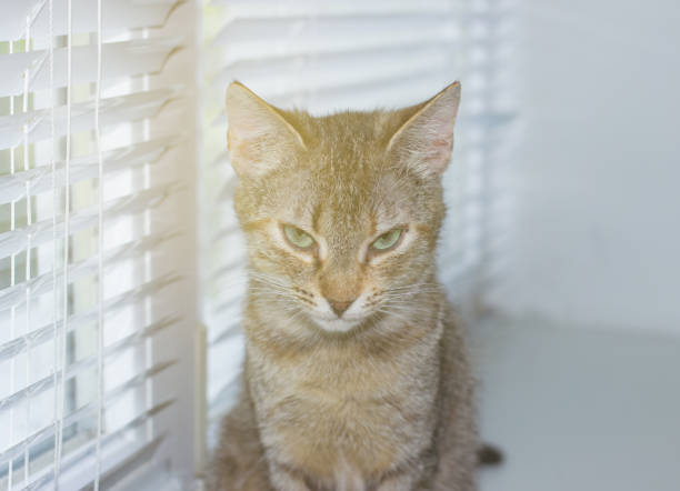 istock Beautiful friendly domestic cat, pet 686566242