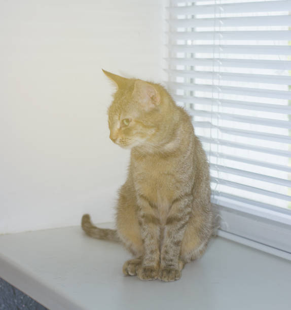 istock Beautiful friendly domestic cat, pet 686566244