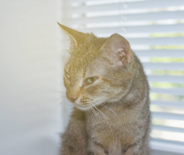 istock Beautiful friendly domestic cat, pet 686566286