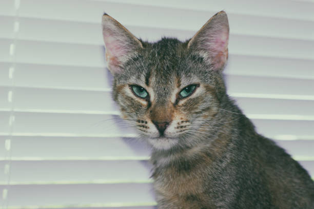 istock Beautiful friendly domestic cat, pet 686566538