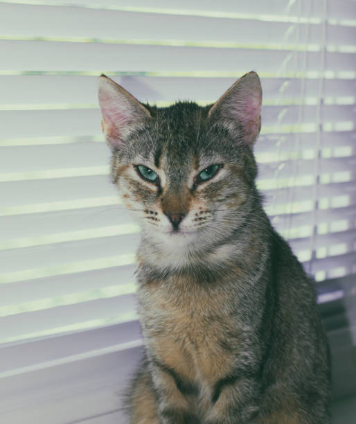 istock Beautiful friendly domestic cat, pet 686566550