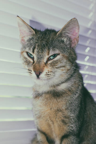 istock Beautiful friendly domestic cat, pet 686566564