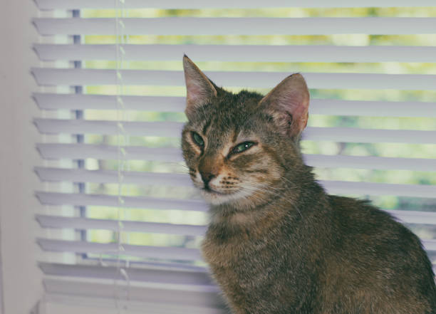 istock Beautiful friendly domestic cat, pet 686566626