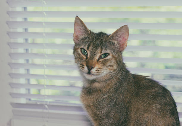 istock Beautiful friendly domestic cat, pet 686566650