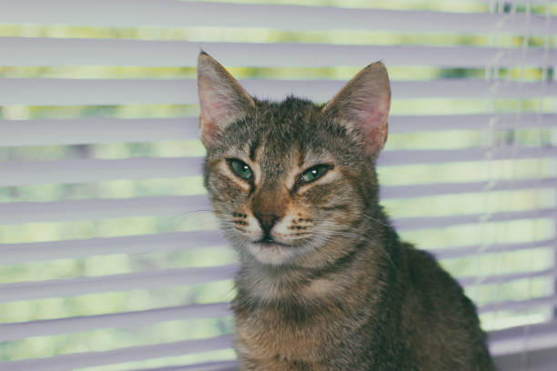 istock Beautiful friendly domestic cat, pet 686566654