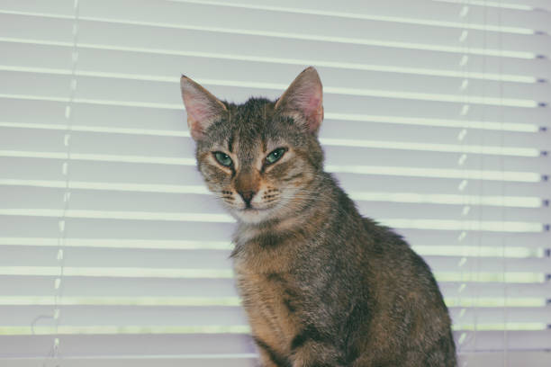 Beautiful friendly domestic cat, pet