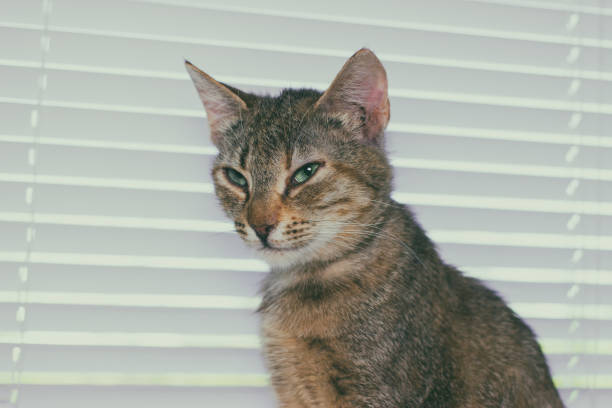 istock Beautiful friendly domestic cat, pet 686566662