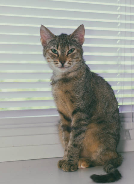 istock Beautiful friendly domestic cat, pet 686566670