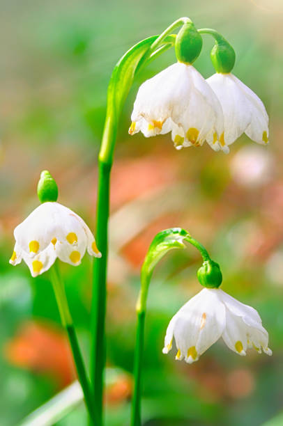 istock Three snowdrops in the forest in beautiful morning sunlight. 686569024