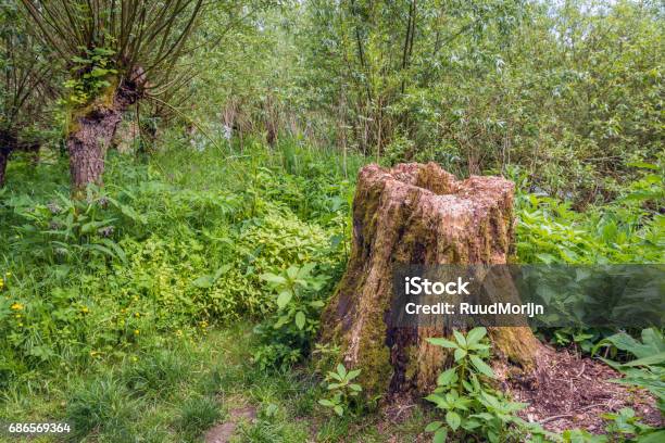 Photo libre de droit de Tronc Pourri Dans Les Bois banque d'images et plus d'images libres de droit de Antique - Antique, Arbre, Beauté de la nature