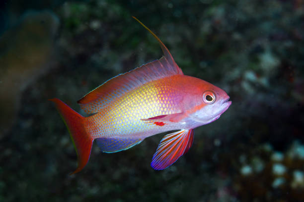 istock anthias fishes 686575396