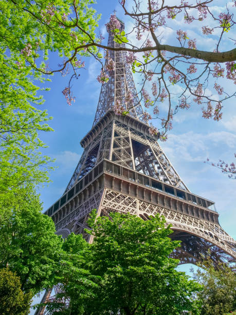 istock Eiffel Tower through the branches of flowering trees 686575950