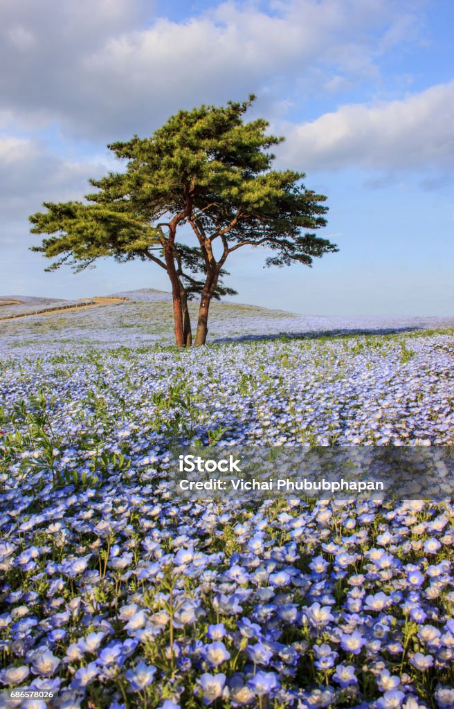 Beautiful view of nemophila (baby blue eyes) flowers at Seaside Park, Ibaraki Formal Garden Stock Photo