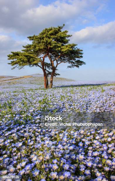Beautiful View Of Nemophila Flowers At Seaside Park Ibaraki Stock Photo - Download Image Now