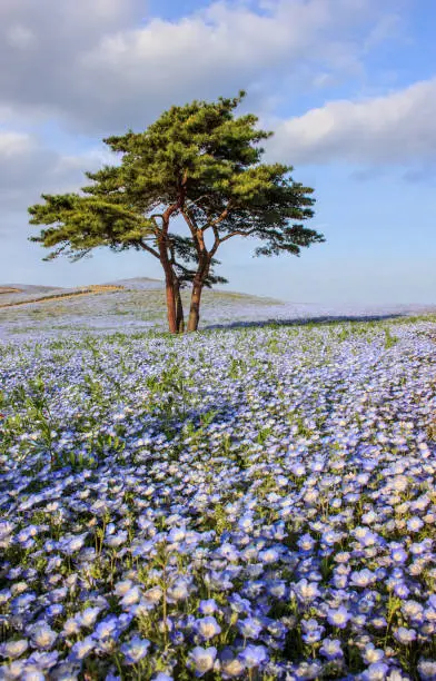 Beautiful view of nemophila (baby blue eyes) flowers at Seaside Park, Ibaraki
