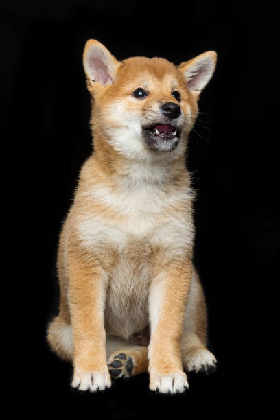 istock Beautiful shiba inu puppy 686578272