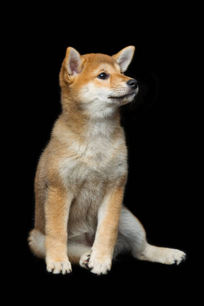 istock Beautiful shiba inu puppy 686579178