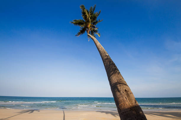 istock Coconut tree slope down to the beach,  south of Thailand 686579206
