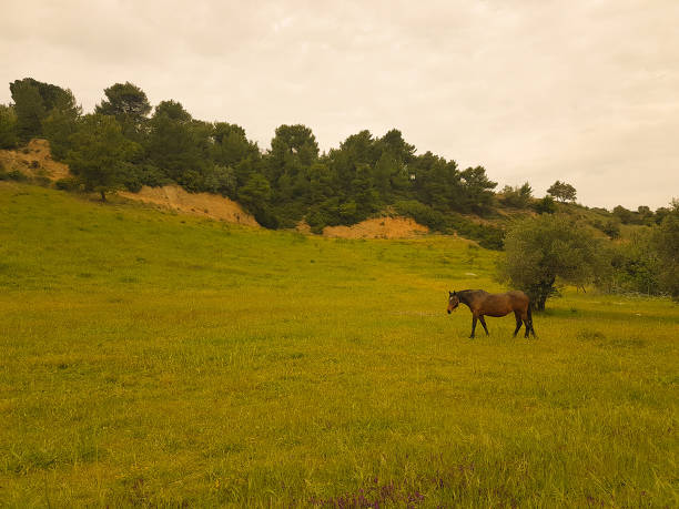 istock Beautiful horse eating hay and grass at a meadow. 686579444