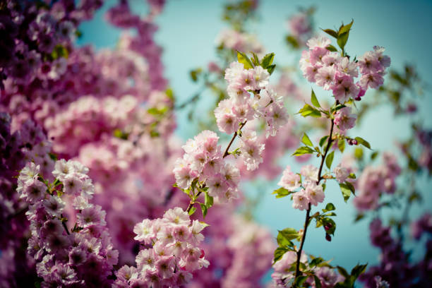 istock Pink Cherry Blossoms Sakura against Clear Blue Sky 686579586