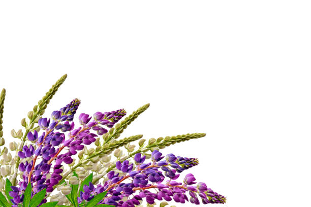 istock Bright and colorful flowers 686579832