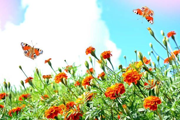 istock Colorful bright flowers marigold 686579880