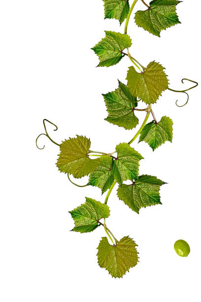 istock The branch of grapes 686579986