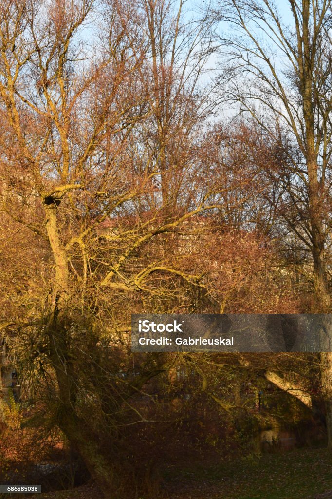 Trees without leaves. Photograph made in Burgos, Spain. Autumn Stock Photo