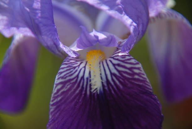 istock Flowering of iris in Spain 686588412