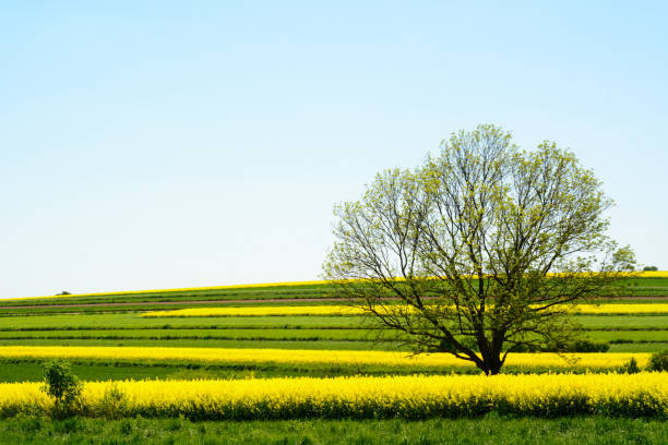 istock Canola or colza or rape cultivation field with blue sky 686590766