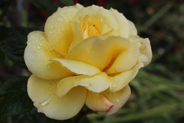 istock Isolated rose close up, Cork city, Ireland 686590810